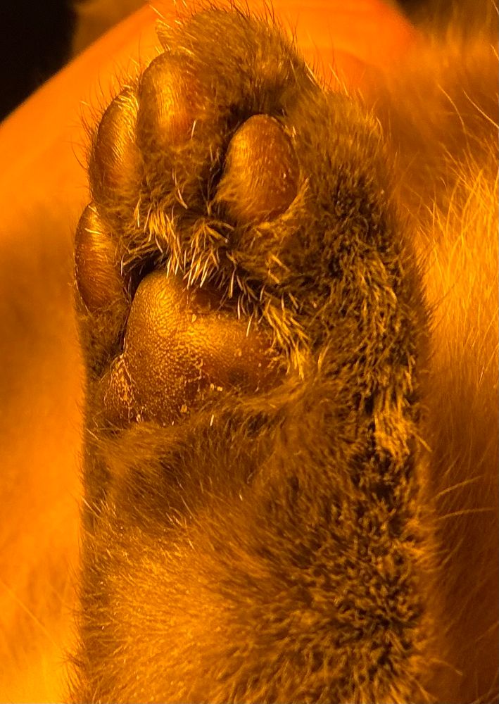 close up of a hind foot of blue point Siamese kitty Sven displaying his magnificent grey toebeans 