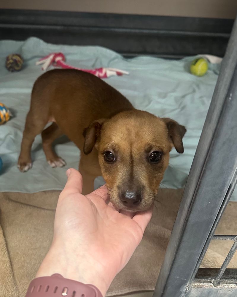 The pup looks wistfully at someone who has their hand under her little puppy face as she stands in an open kennel lined with blankets and toys.