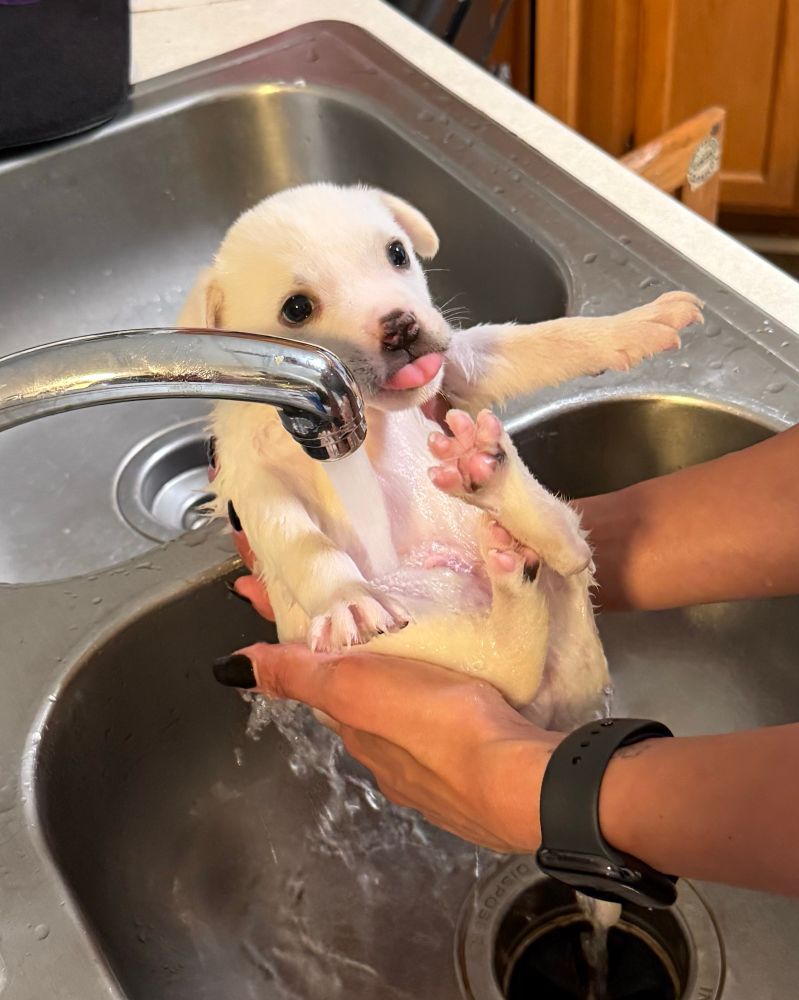 The pup sticks a teeny tiny tongue out as he is washed in a sink.
