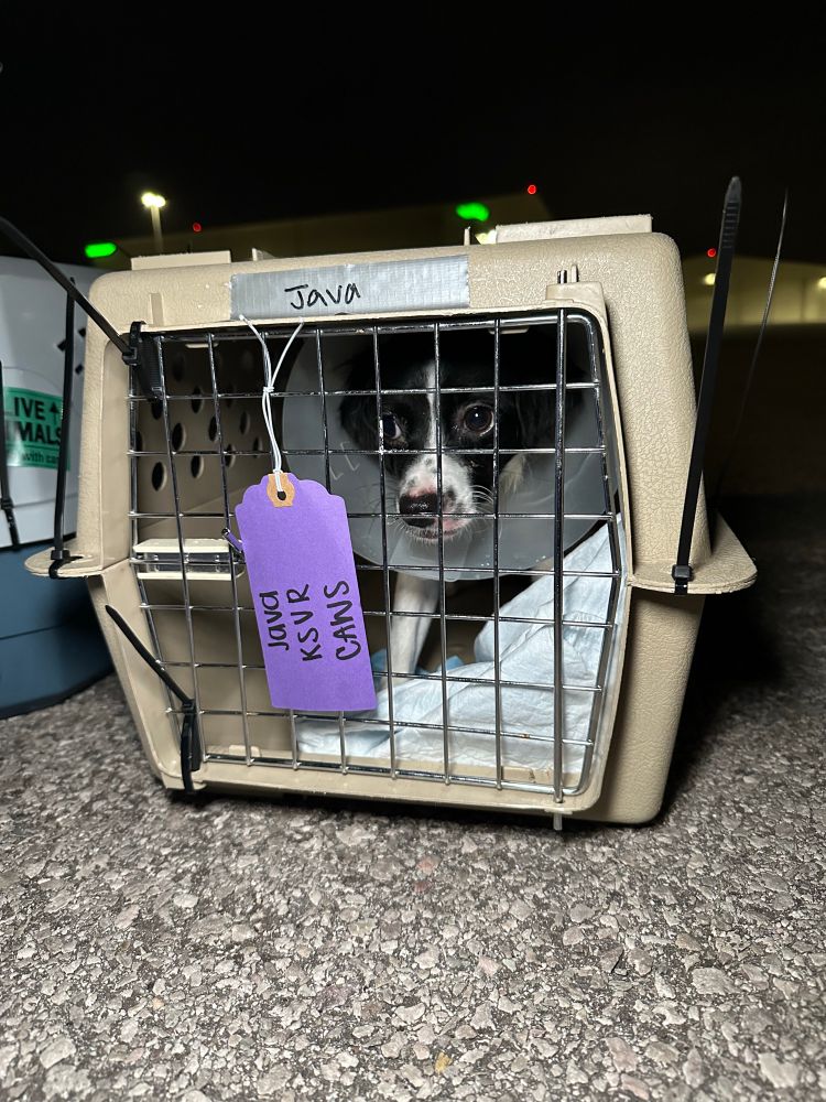 A pup with a tiny medical cone around their neck stands patiently in their crate.