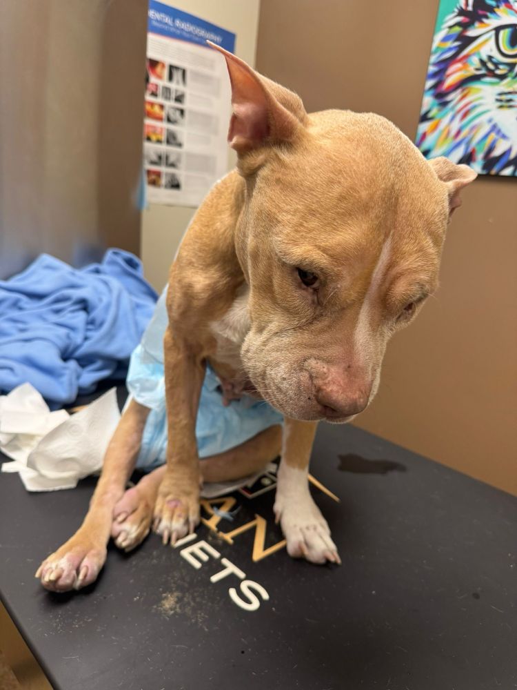 Lola is seen wearing a diaper looking down and away from the camera as she relaxes on a black table.