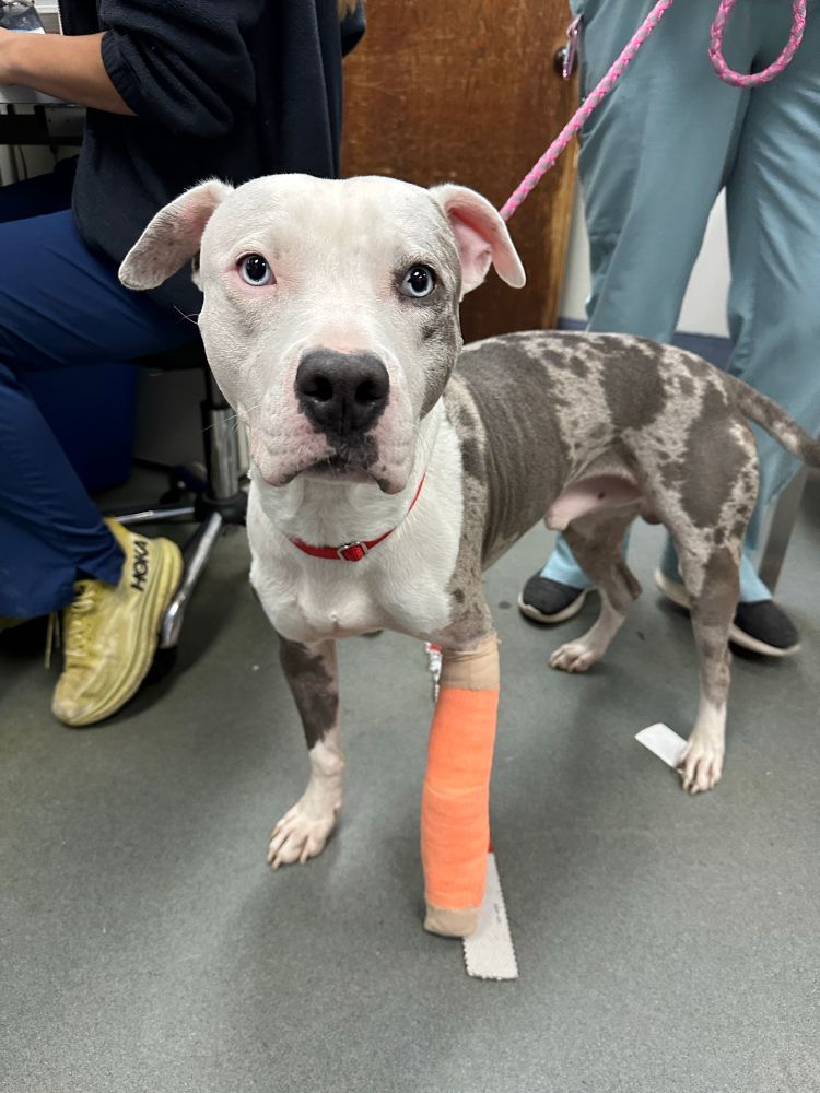 a pit mix stands in a vet's office with an orange bandage around his front left leg. the pup looks at the camera with light blue eyes. his head, chest, and paws are white, but his body is light gray with dark gray spots. 