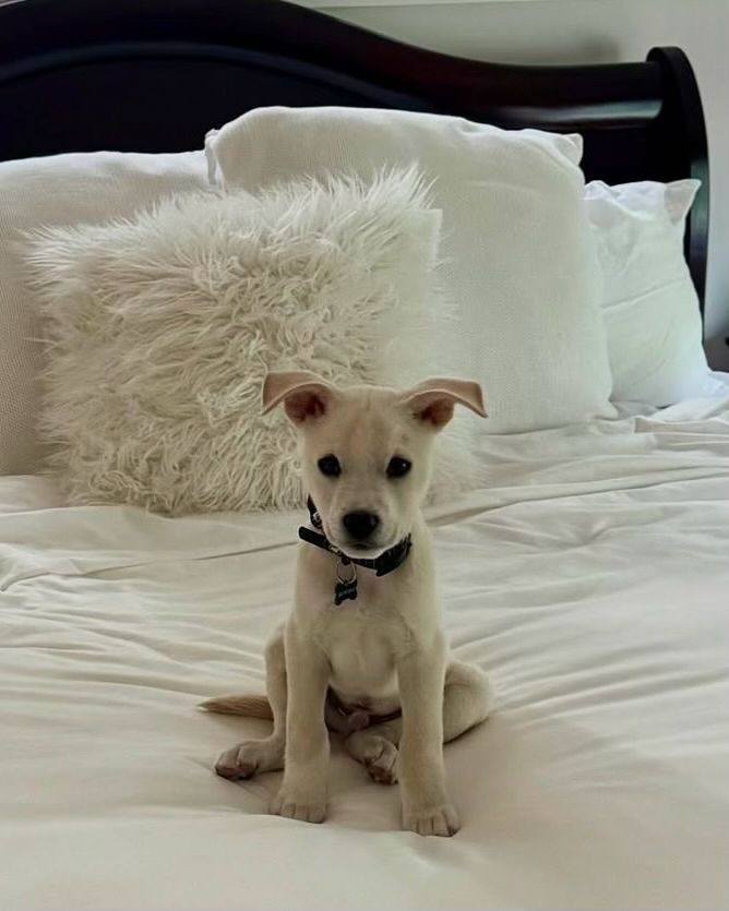 The pup sits up, bigger now and happily on a cozy bed at home.