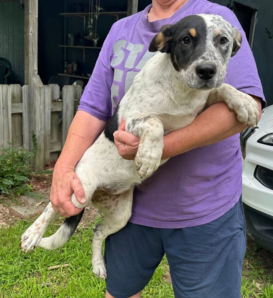The little pup is embraced with both hands outdoors in front of a yard and wooden fence.
