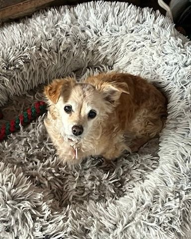 The pup sits perched in a very fuzzy dog bed, looking fabulous.