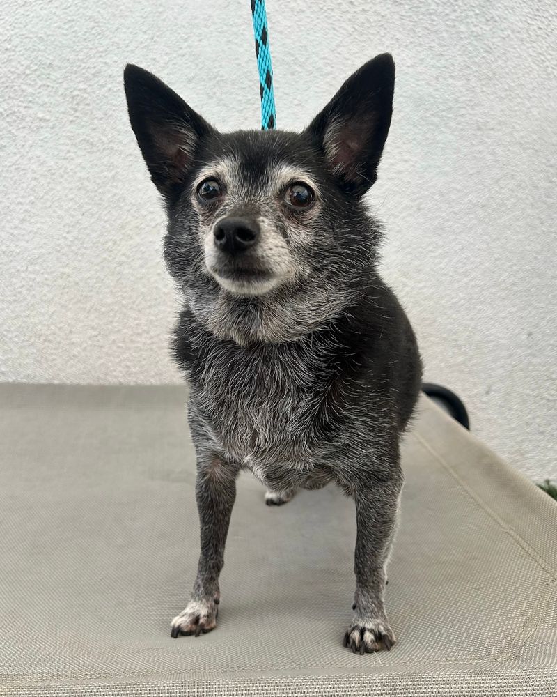 A teeny salt and pepper chihuahua stands confidently against a white wall. Visible behind him is a bright blue leash.