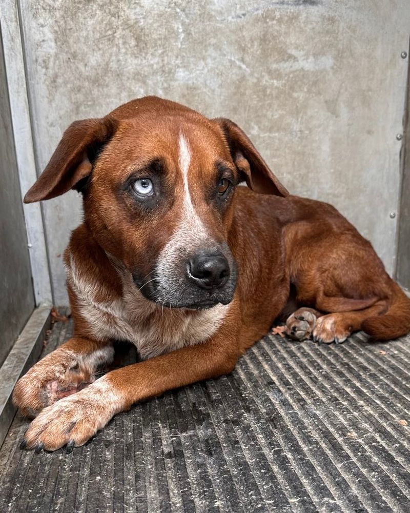 Jennie lies curled in the corner of a kennel, her chestnut coat in view and her eyes, one blue and one brown, heavy with pain. Her paws are in front of her, injured. She looks up with a tired, uncertain gaze, ears slack and worried.