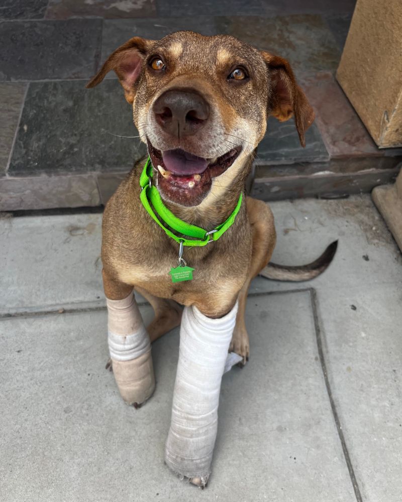 A brown dog with a kind face and floppy ears poses with his two front legs wrapped in white casts and a trademark smile.