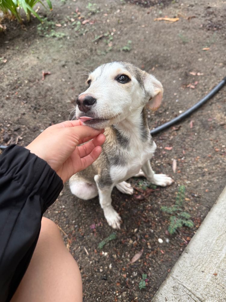 Asher is looking up to a person that is scratching the bottom of his chin. he looks hopeful as his tongue pokes out slightly from his mouth
