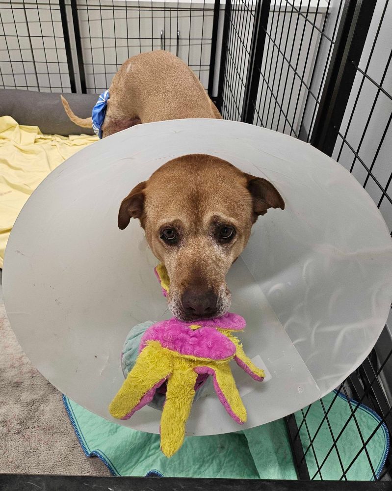 A tan pup looks depressed as he sits with a giant medical cone around his neck. In his mouth is a colorful octopus toy.