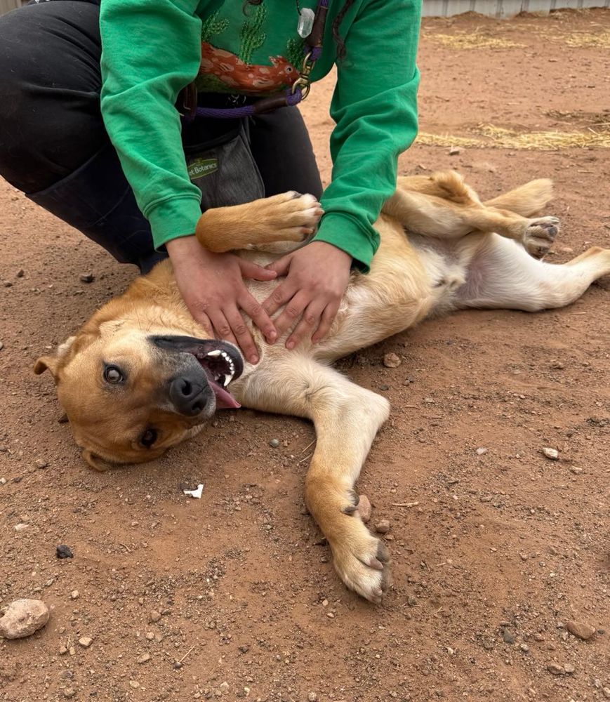 The pup gets happy pets as he rolls around in some red dirt.