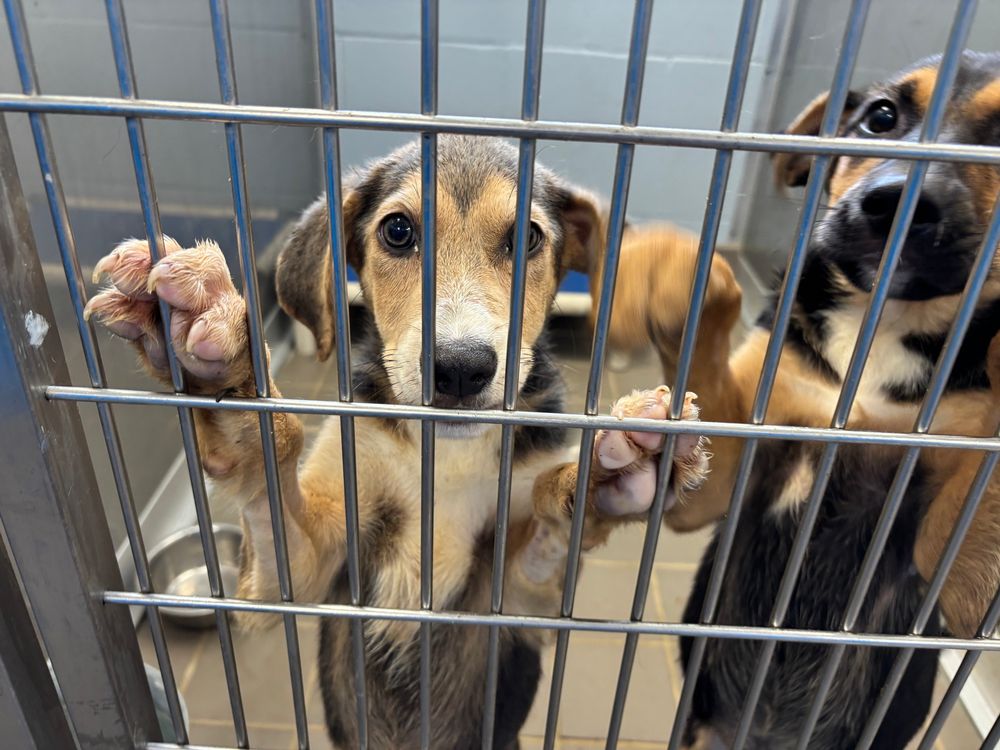 The puppy stands up, paws in a grate, while his sibling does the same.