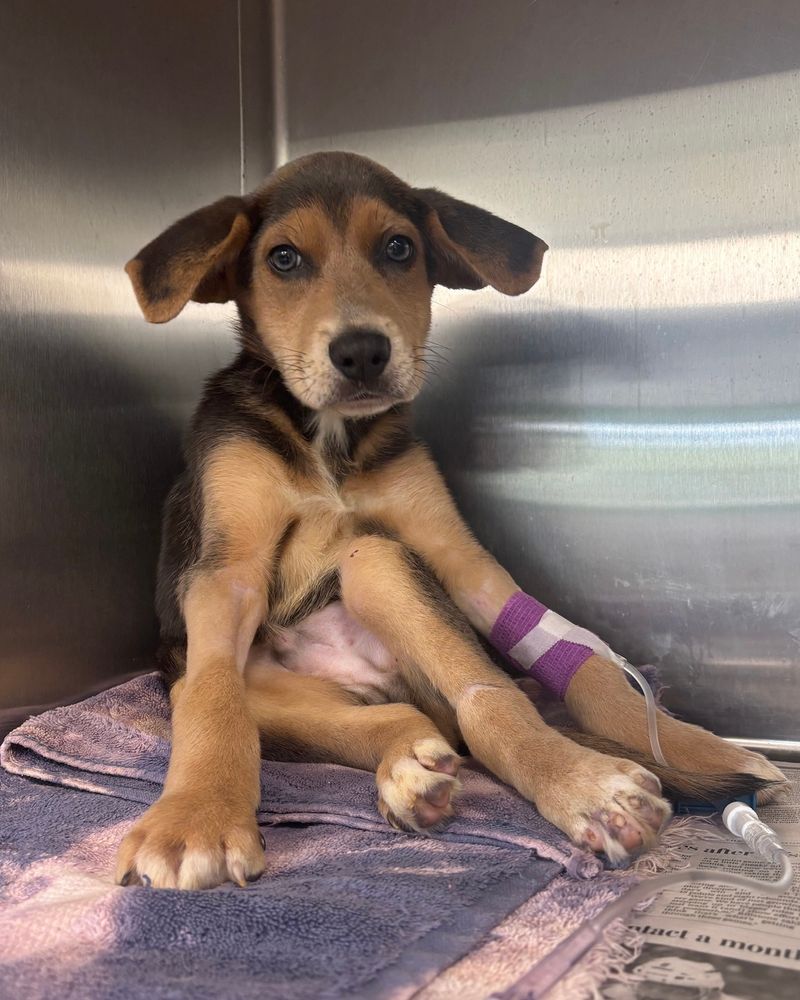A teeny brown puppy sits up, huddled in a corner of a lined kennel with his arm bandaged and hooked up to a tube.