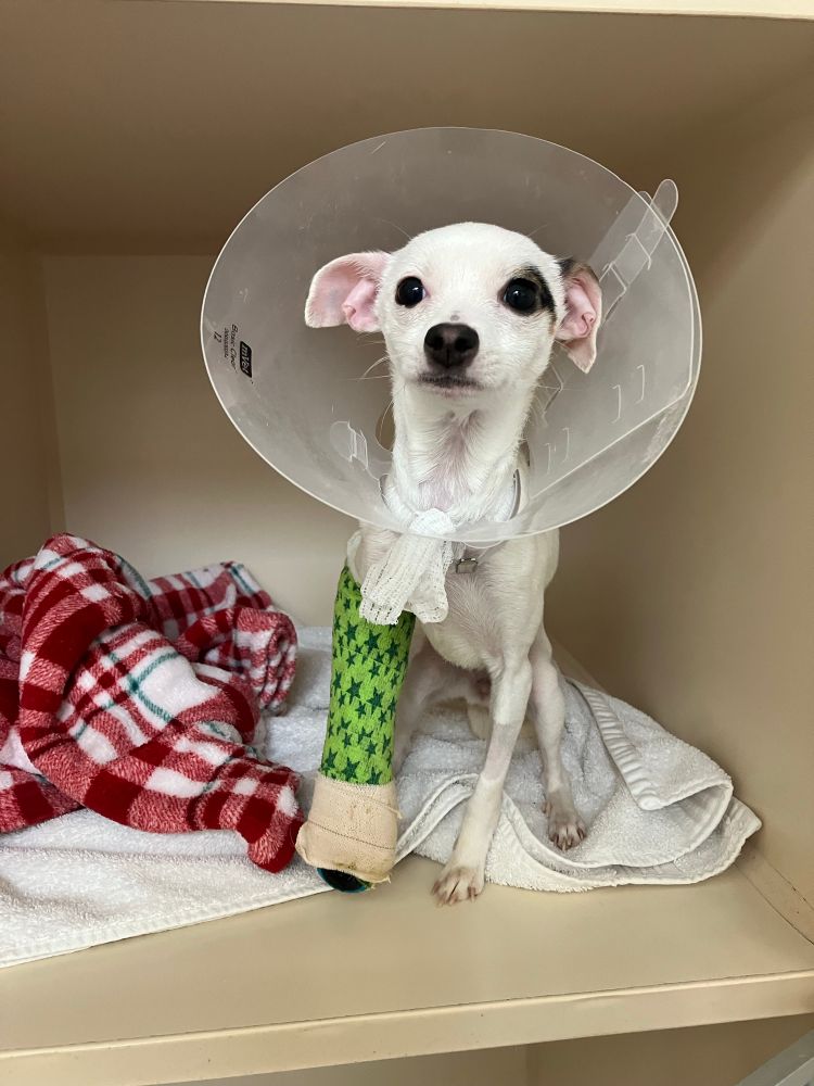 a photo of a black and white dog named Ruth sitting in a beige box with a green cast on her leg. she is staring into the camera with a cone around her head.