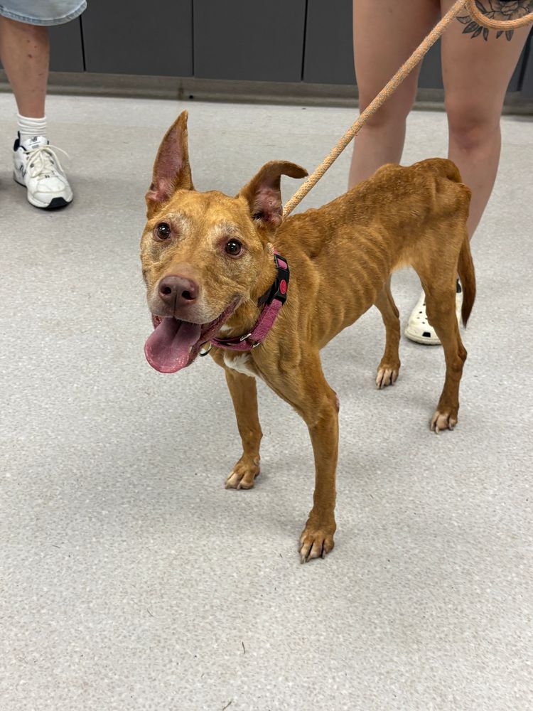 light brown pittie mix Petunia looks up with a smile at the camera while standing up inside the vet clinic. 