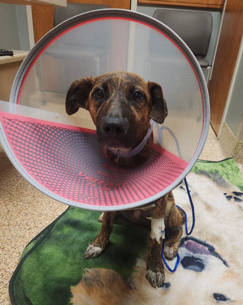 A black and orange shepherd mix with adorable floppy ears looks at the camera with a clear and pink medical cone around d her neck. She’s got a tube hooked up to her little arm but otherwise looks alert!