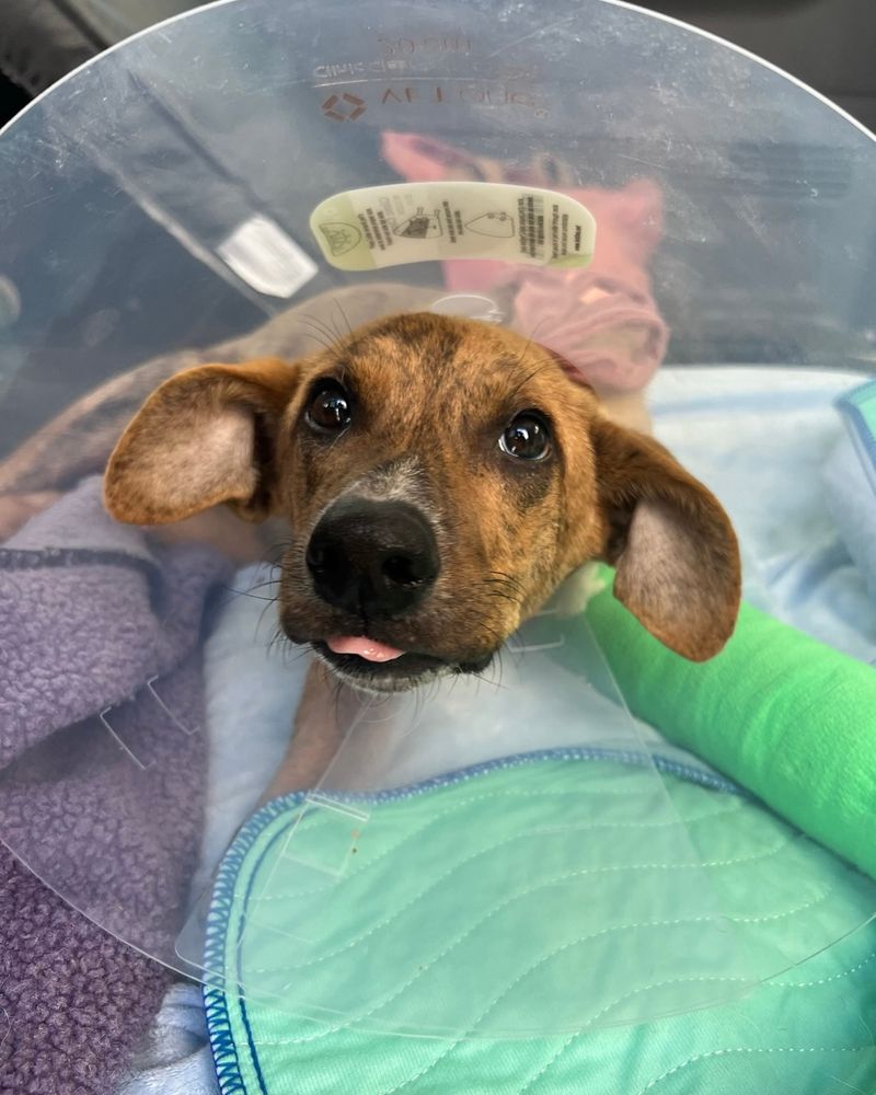 A speckled caramel-brown pup looks silly in a medical cone. His magnificent ears are being folded down by the cone, he’s sticking his tongue out, and his left arm is wrapped in a bright green cast.