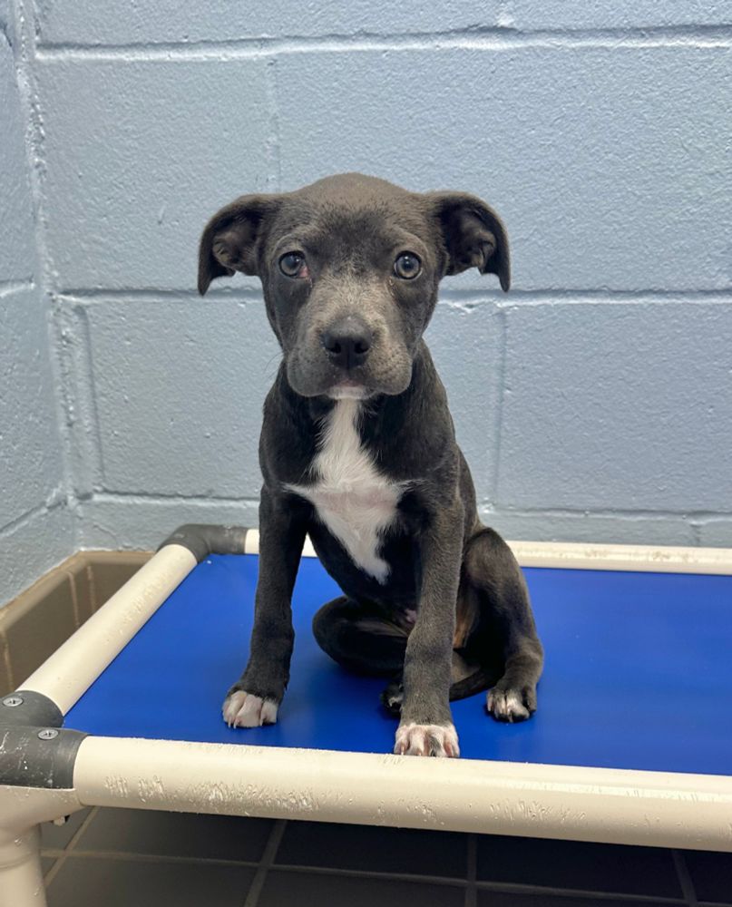 A teeny grey puppy looks worried but alert while standing on a blue mat in the corner of a tiled room.