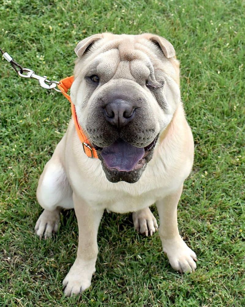 A cream and brown shar pei with a million-dollar smile stands in grass with his paws planted. His left eye, which was damaged, has been removed and stitched up.