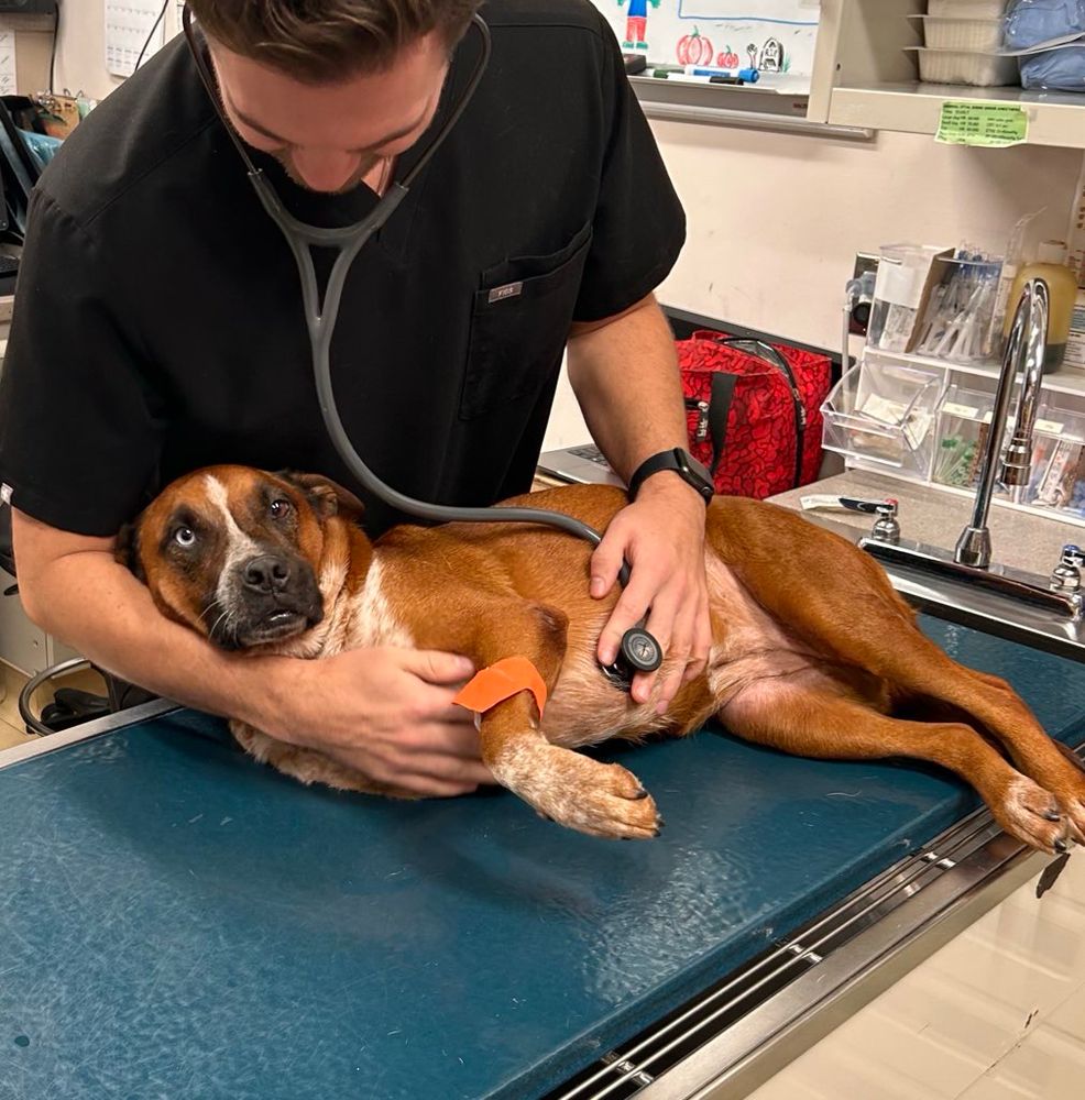 At the vet’s office, Jennie lies on her side on an exam table while a medical professional listens to her heart.