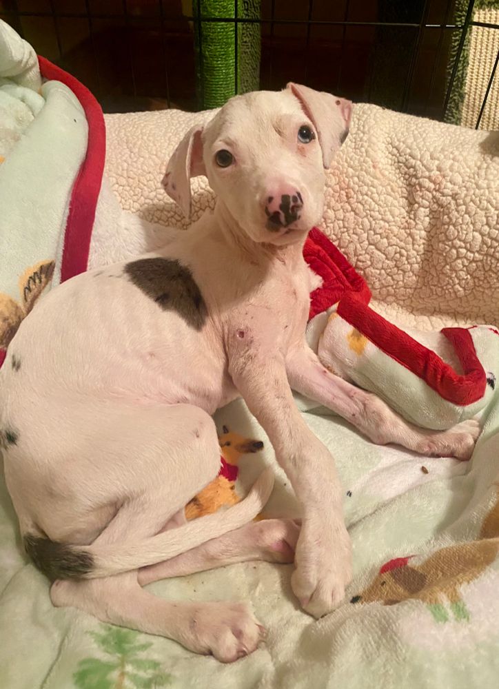 A teeny white pup is in foster care, relaxing on a plush assortment of blankets. She is more alert here and mid-recovery.