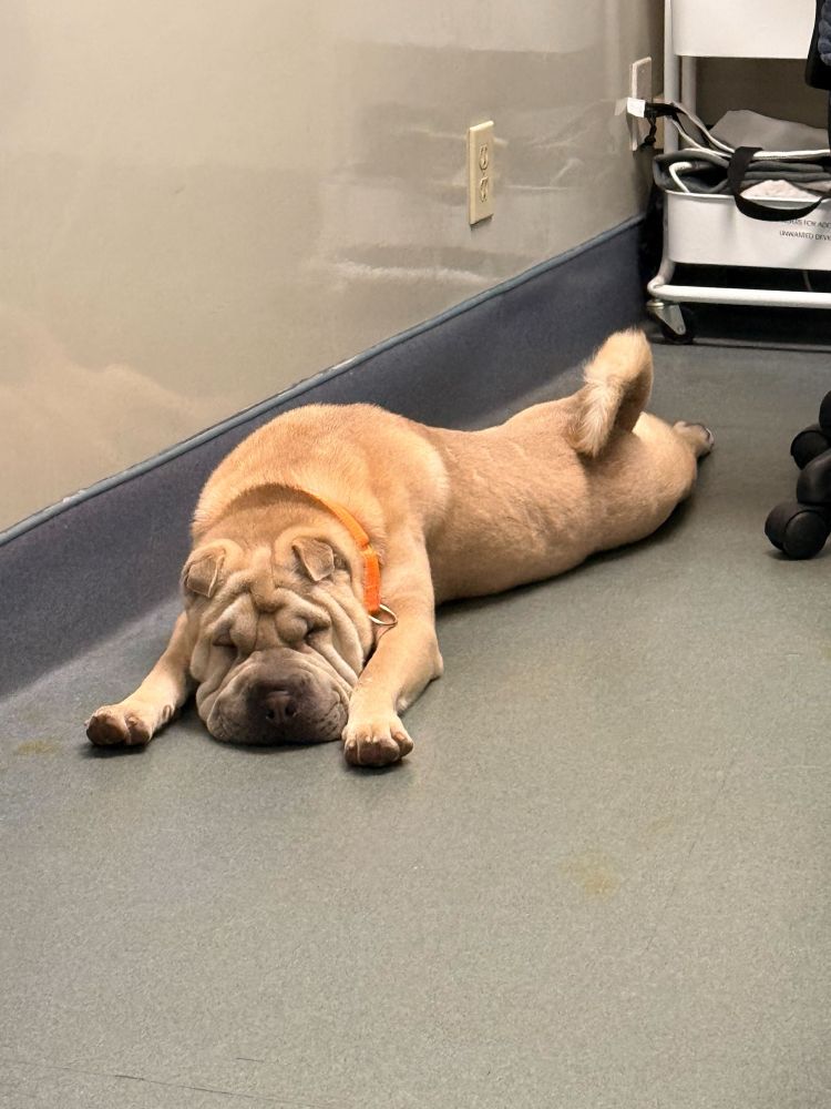 The pup snoozes on some tile, his tiny ears flopped forward and his paws outstretched ahead of him. 