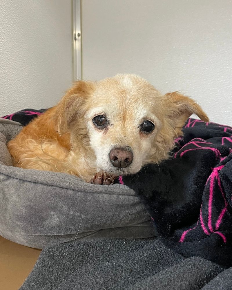 A creamy-coated long-haired chichi looks calm and slightly apprehensive as she lies down in a plush grey dog bed lined with a black and pink blanket.
