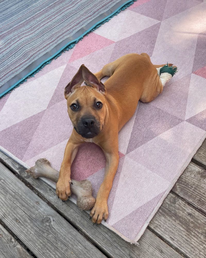 The pup looks beautiful as they relax with a bone on a geometric pink rug outdoors.