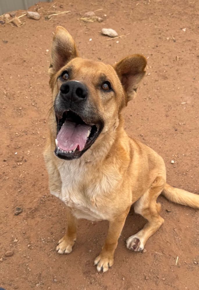 A caramel-coated rez dog looks jubilant despite a very visible injury on his paw.