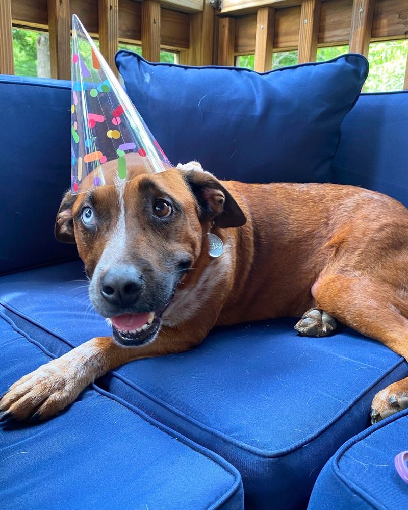 Jennie looks happy and much healthier now as she relaxes in a blue couch with a colorful birthday hat on.