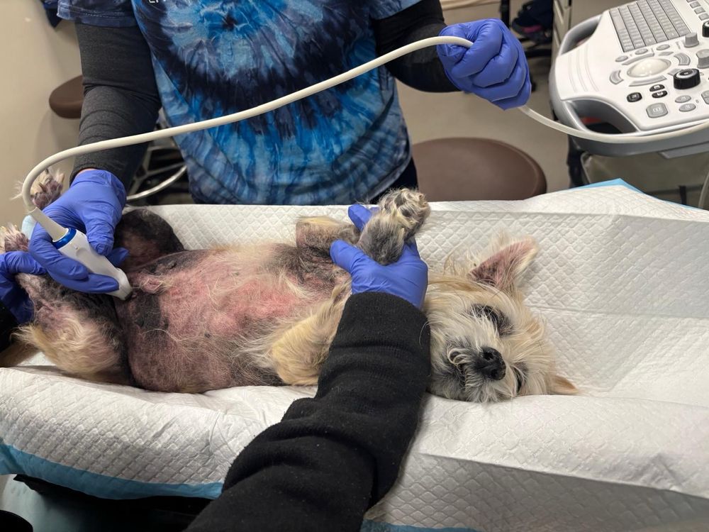 Bear is now laying on his back with his paws in the air. one vet is holding his front paws up while the other is examining him.