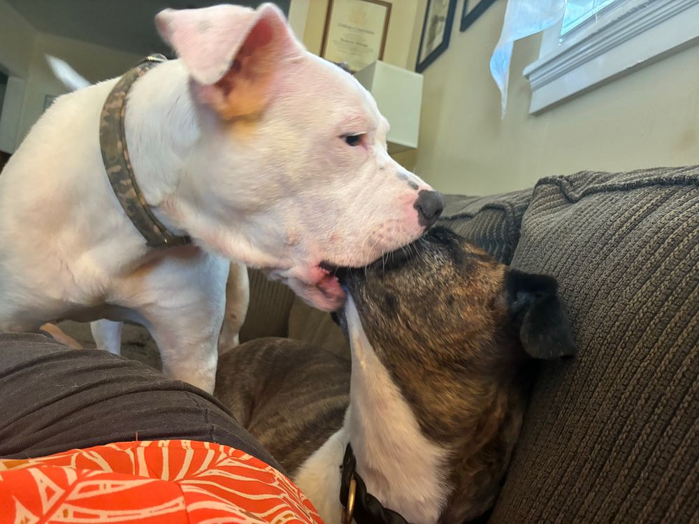 Creed is playing with another brown dog on a couch. all of the other dogs face is in Creed’s mouth.