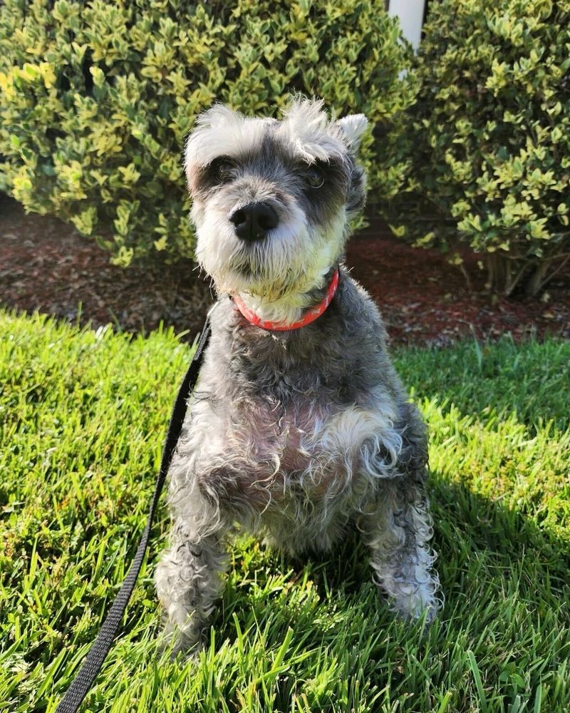 A grey and white schnauzer named sarge stands at attention on a bed of sunny grass in a yard.
