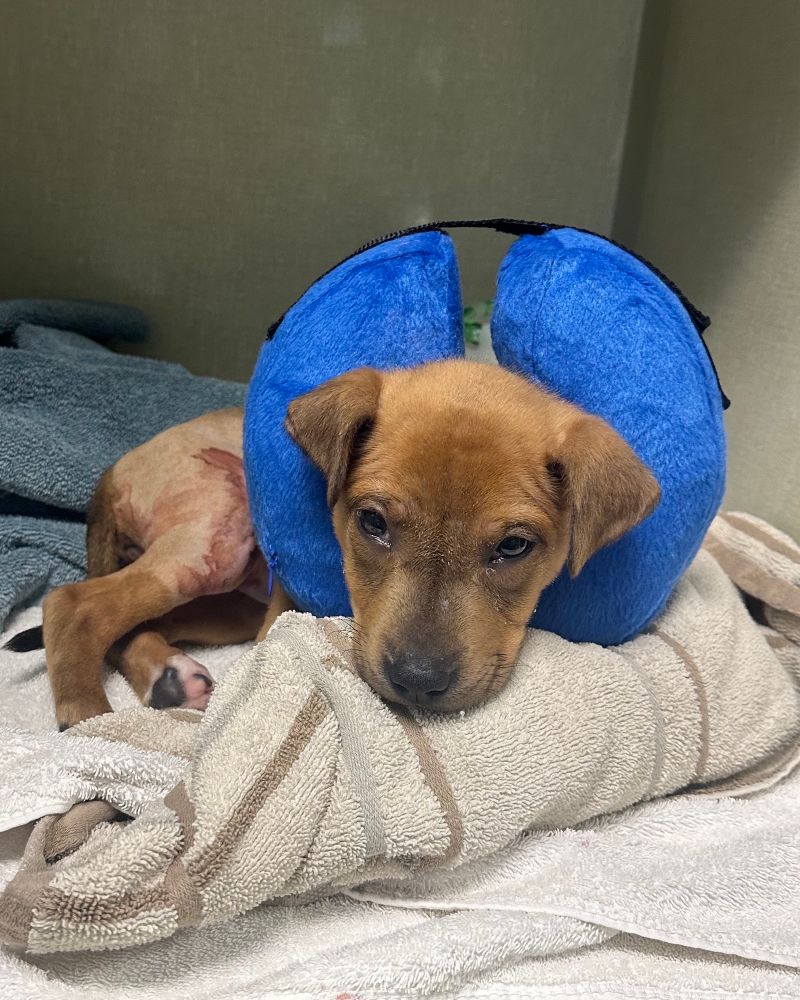 The little pup looks tired post-surgery. Her leg is naked, she has a cone around her neck, and she’s ready for a long nap.