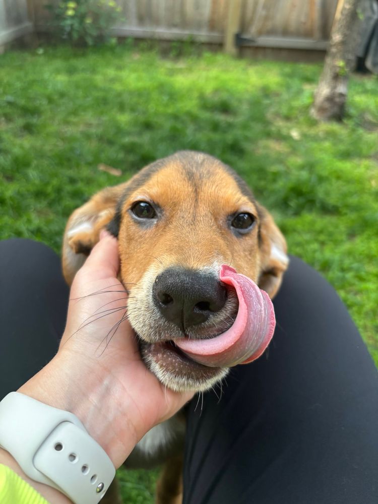A brown and orange pup looks their nose as they relax on a sunny day.