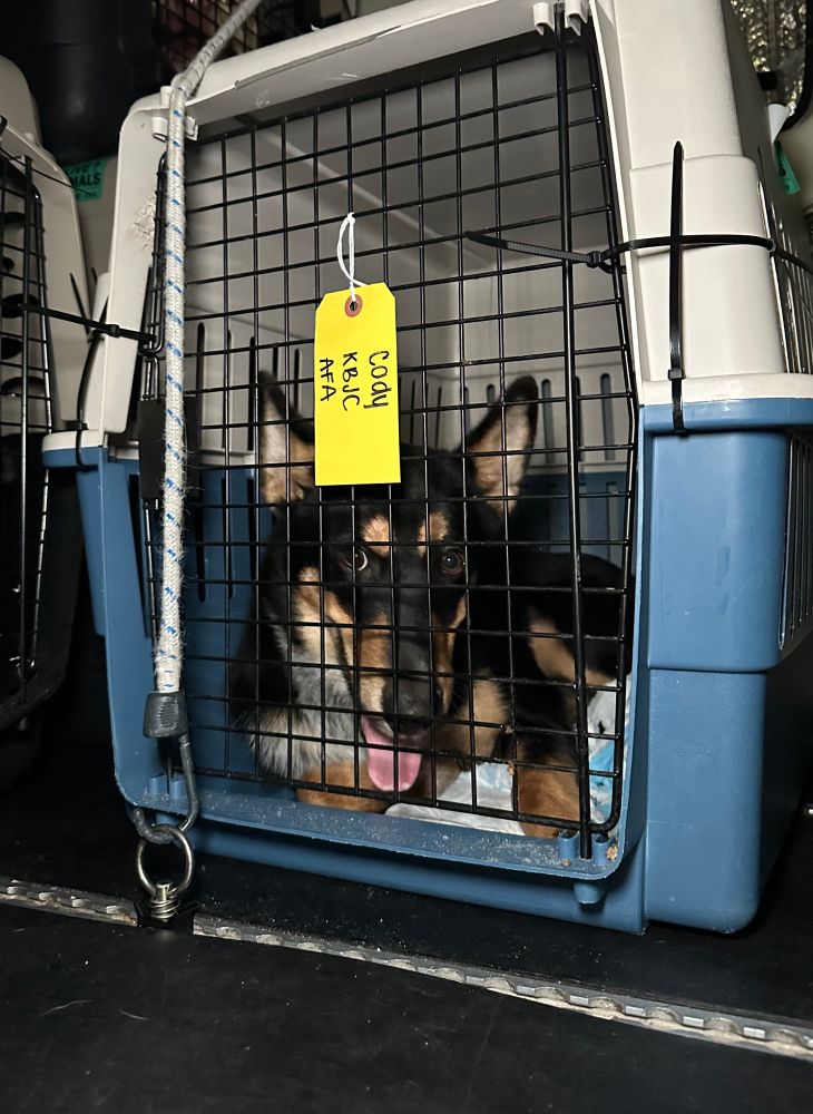 A black and orange dog with pointy ears and a grin sits in a crate as the plane he’s in prepares for take off.