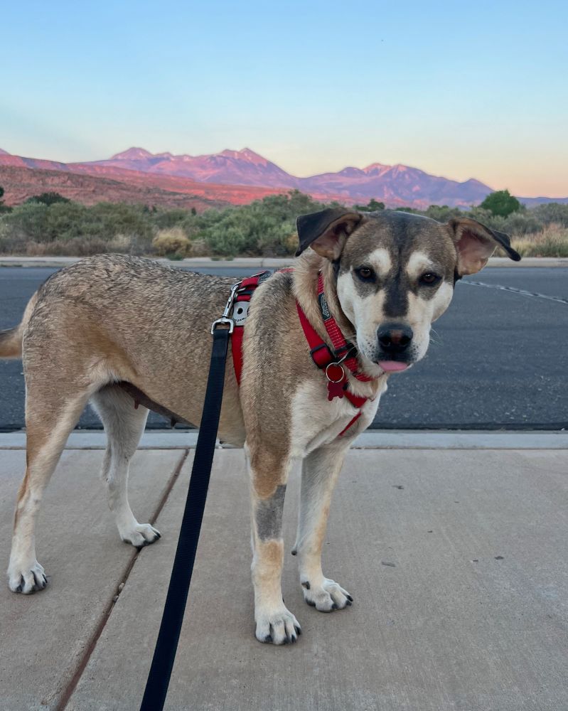 A brown and cream Rez dog looks stunning against the backdrop of some mountains during golden hour.
