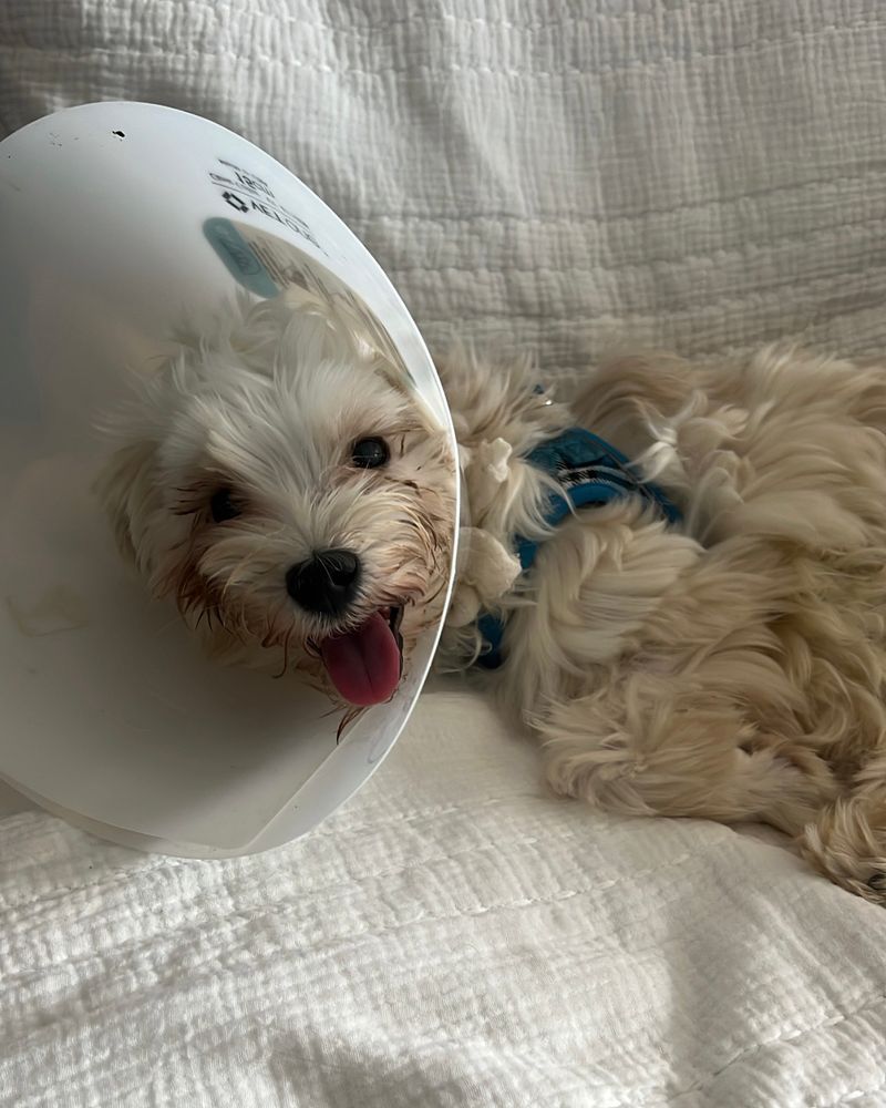 The pup flashes his little pink tongue as he relaxes on a fresh white blanket. He has a medical cone around his neck but looks calm and happy.