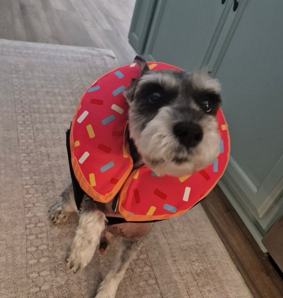 sarge looks up, probably for treats, in a cozy hallway with a pink donut cone around his neck.