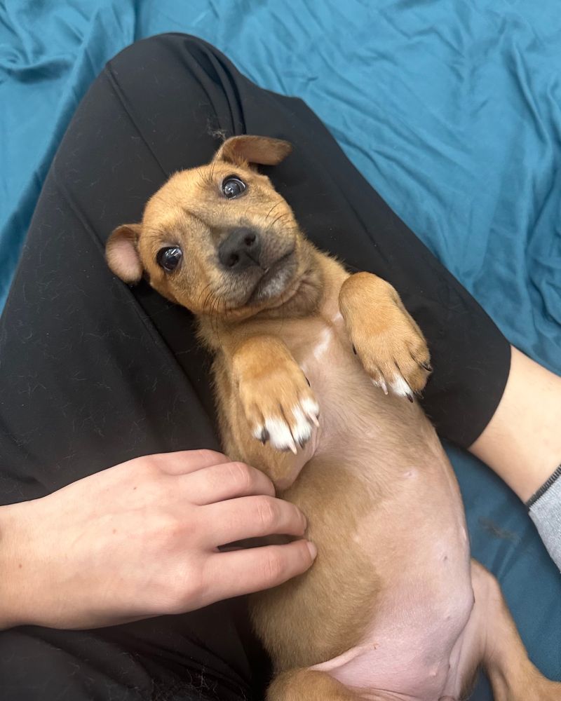 A teeny brown chihuahua lies on her back and puts her paws up in front of her as she gets belly rubs with a sweet smile on her face.