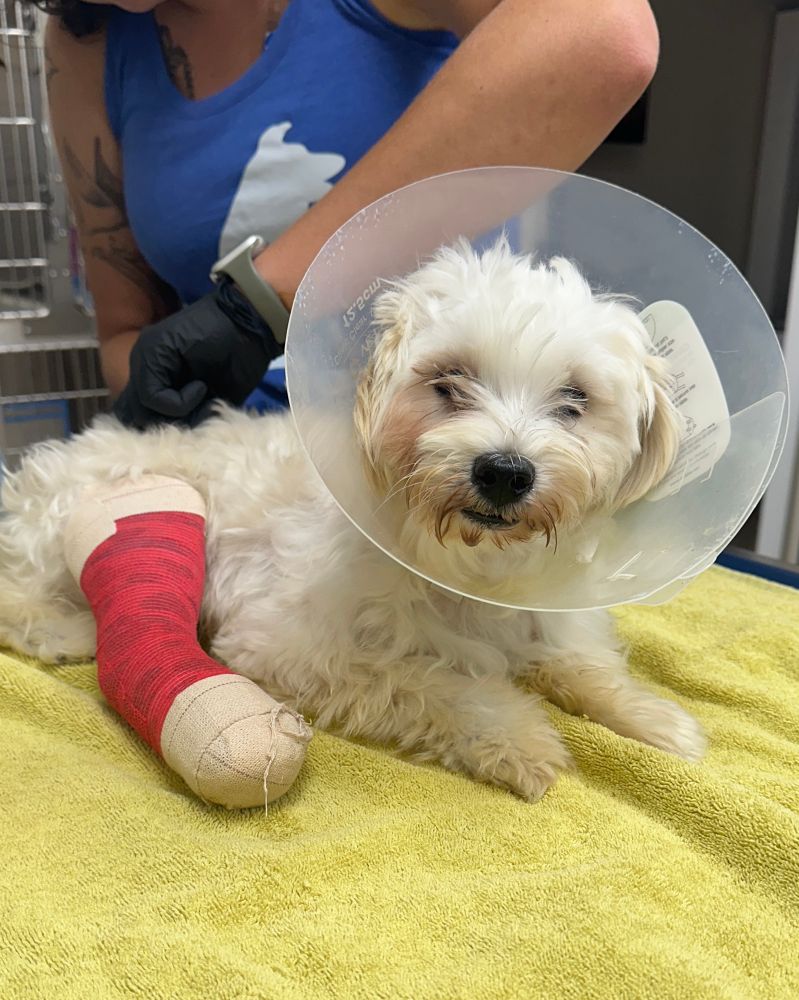 A tiny fluffy pup flashes a soft smile as he sits on a lined medical table. One of his back legs is wrapped in a giant red cast and around his neck is a clear medical cone.
