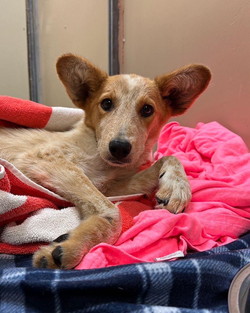 A beautiful red cattle dog mix looks at the camera with the biggest, cutest ears we’ve ever seen. She’s wrapped in an assortment of blankets and towels.