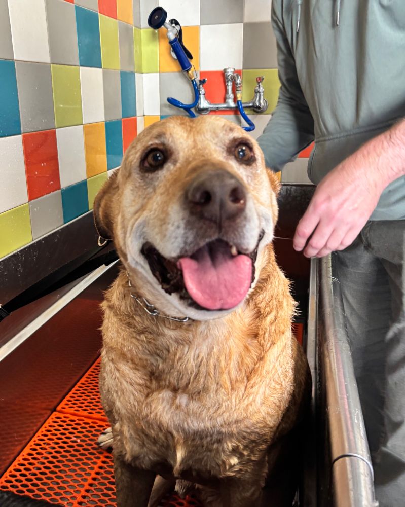 A tan pup with the most beautiful smile sits in a colorful tub lined with colorful tiles.