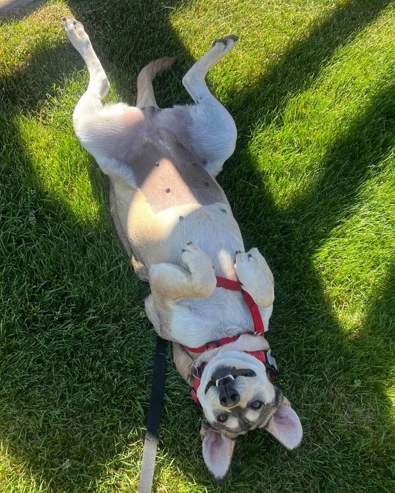 Fernie’s in peak silly mode, mid-grass roll, paws up to her chest and smile from ear to ear on a sunny day.