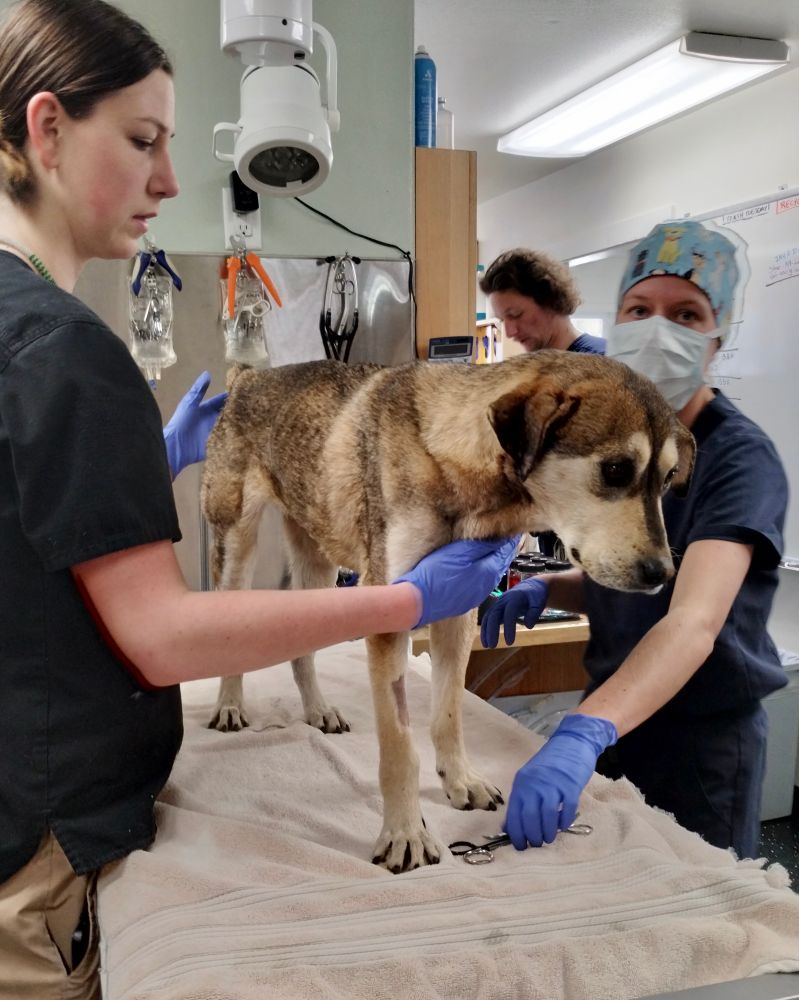 The pup looks pensive as she is examined by medical professionals, surrounded by an assortment of equipment.