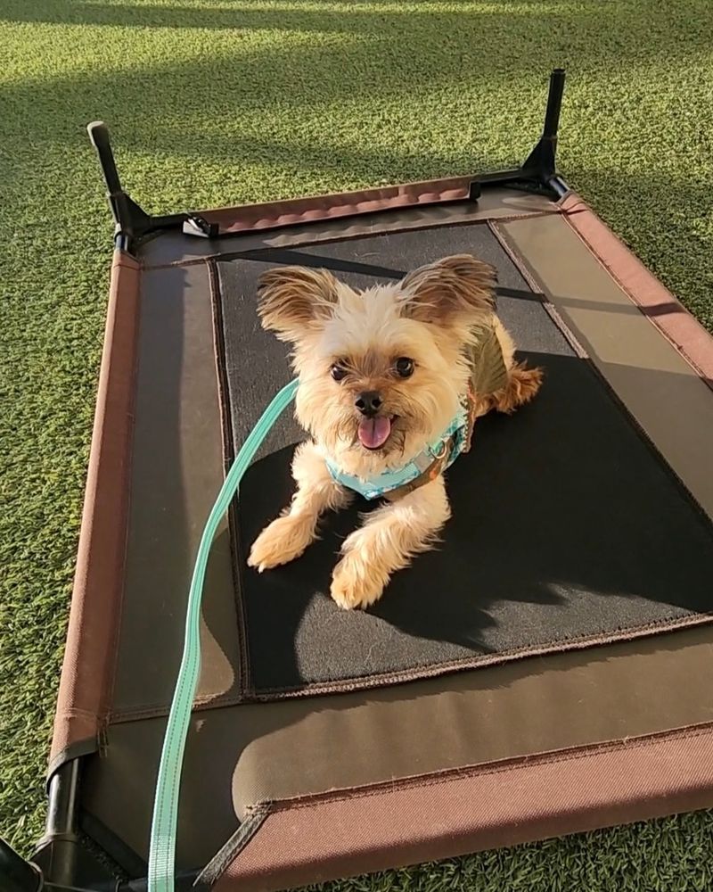 The pup smiles with his silly tongue hanging out of his mouth on a beautiful day. He is wearing a cute team harness and a matching leash.