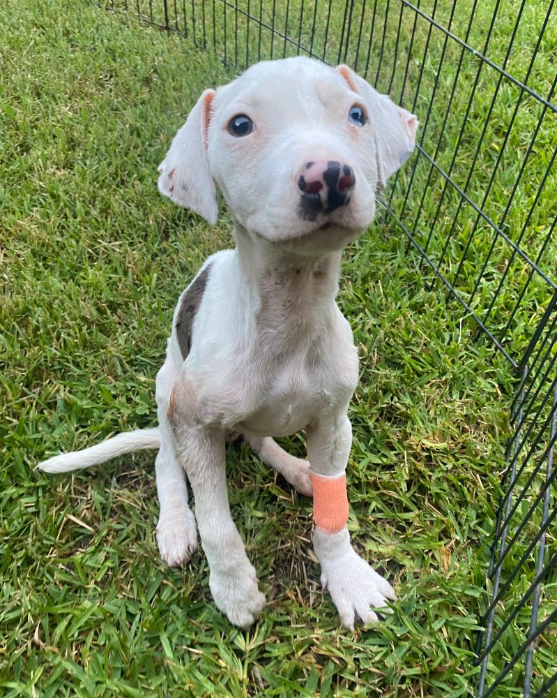The teeny tiny pup poses in a fenced yard, her left arm wrapped in a bright orange bandage.