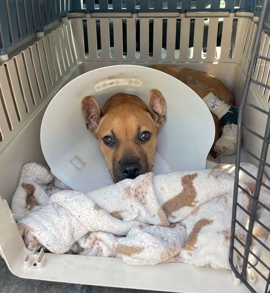 The pup sits in a little lined crate with a medical cone around his neck, burrowed in blankets.