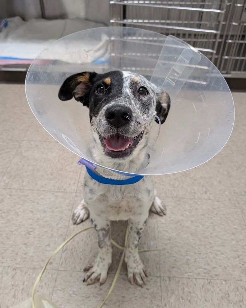 A beautiful, spotty, black-and-white cattle dog is hooked up to a little tube through her nose, but still manages to beam from floppy ear to ear as if she has no care in the world. Around her neck is a plastic medical cone.