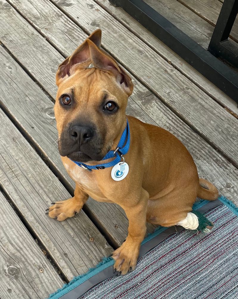 A little brown pup with a black snout and the WONKIEST pointy ears looks at the camera with his back leg bandaged. He is sitting on a porch in the sun.